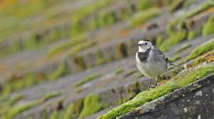 Pied Wagtail on moss roofimages